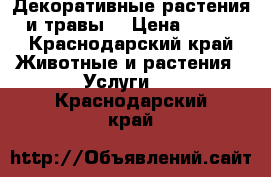 Декоративные растения и травы  › Цена ­ 150 - Краснодарский край Животные и растения » Услуги   . Краснодарский край